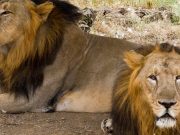 Gujarat – Woods at Sasan Gir – Luxury Stays