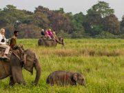 Splendid Guwahati & Kaziranga Safari Family Package with Shillong