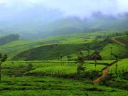 Best Munnar Tour Packages